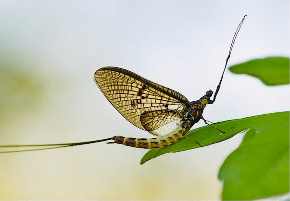 Stoneflies and mayflies, canaries of our streams