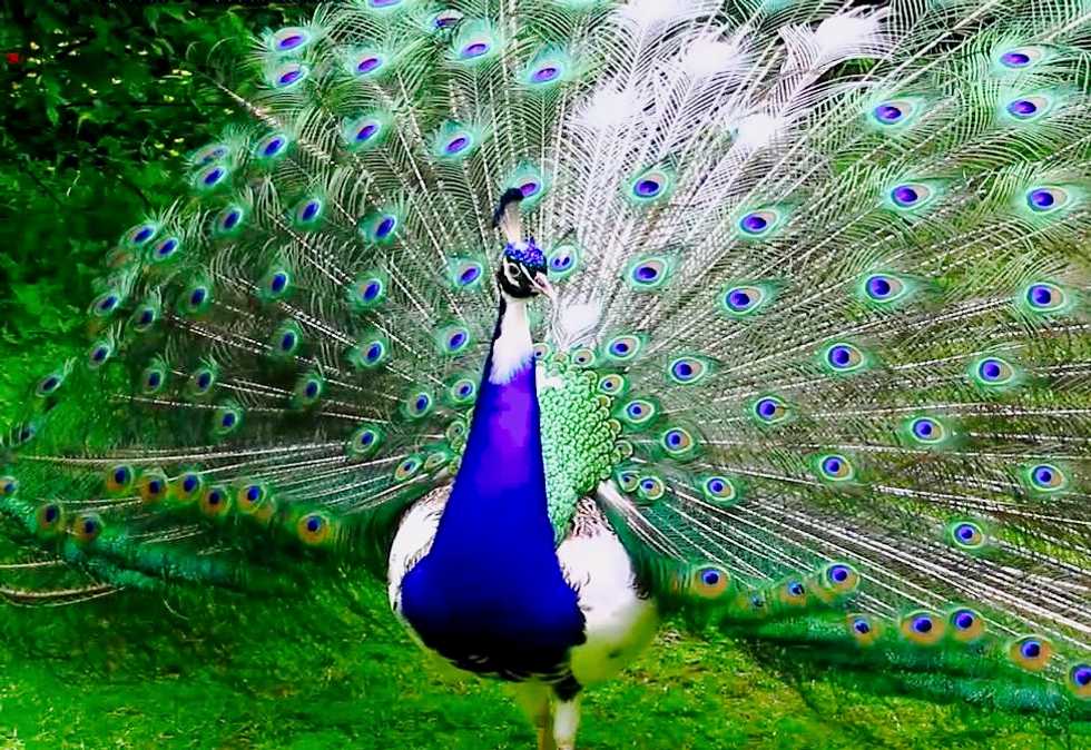 No pigs or peacocks: US says only dogs can fly as 'service animals'