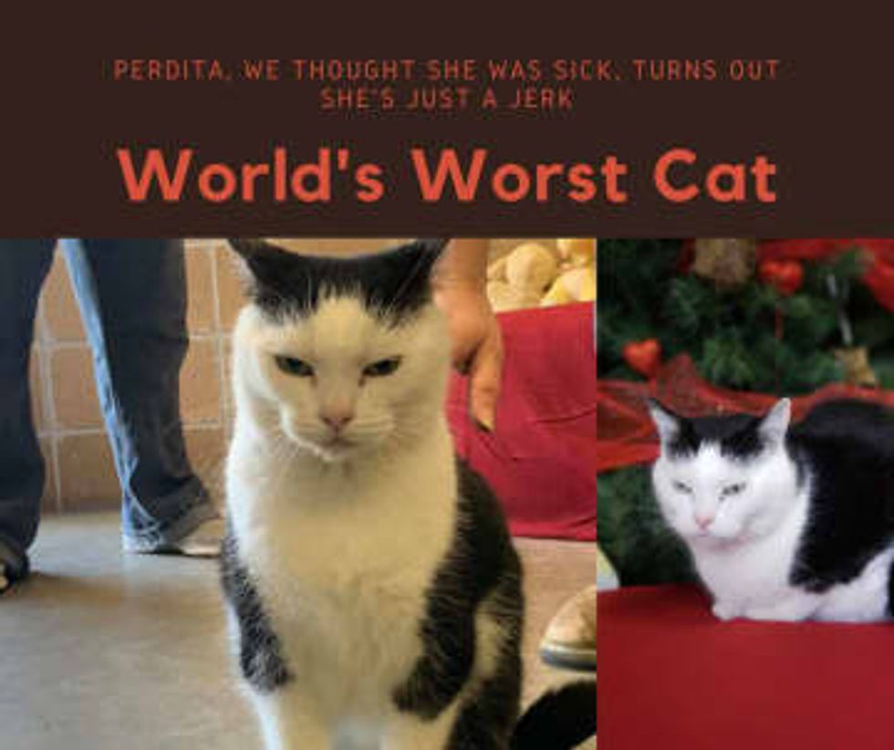 Adoption offers pour in for grouchy feline famously dubbed 'world's worst cat'