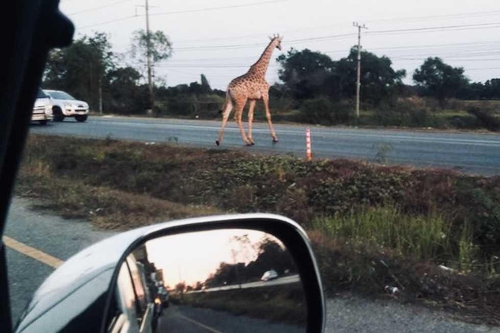 Fugitive giraffe found dead in Thai canal