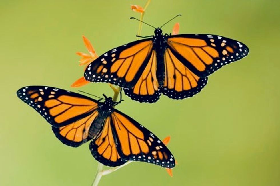 Outpouring of grief after missing Mexican monarch butterfly defender Homero Gómez González found dead floating in a well