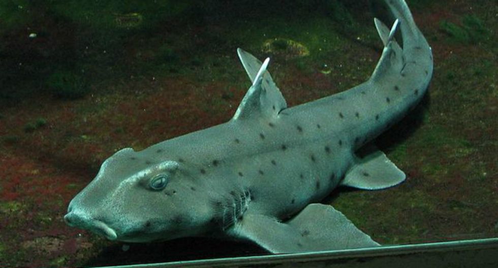 Shark likely to die after Texans steal it from San Antonio aquarium in a stroller
