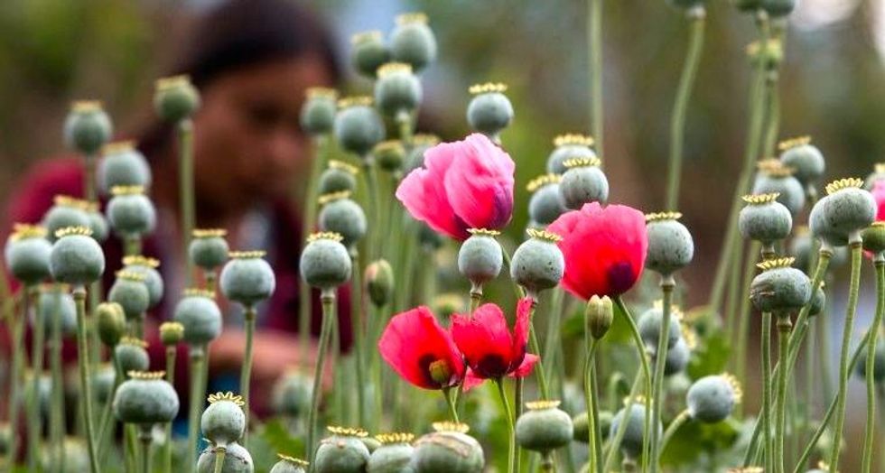 Mexico debates legalizing opium poppy for medicine