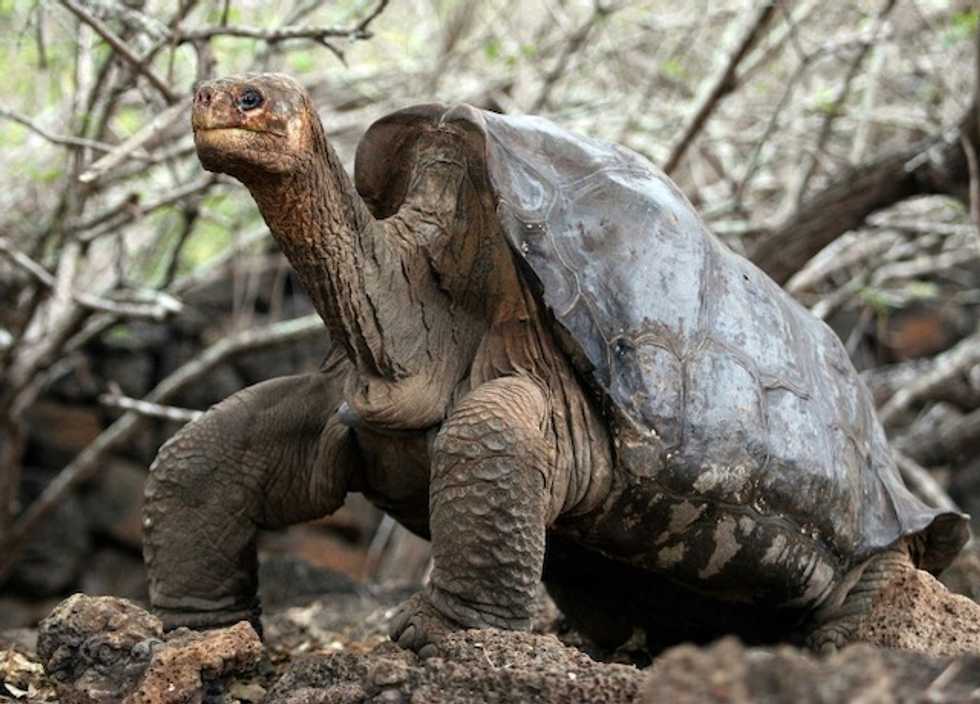 Relative of extinct tortoise located in Galapagos