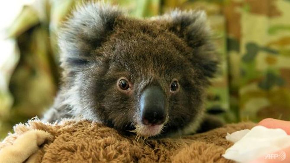 Dozens of koalas are dead at Australian plantation -- but not because of fire