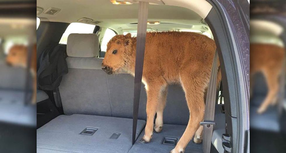 Yellowstone tourists put bison calf in their car because they thought it was cold — now it's dead