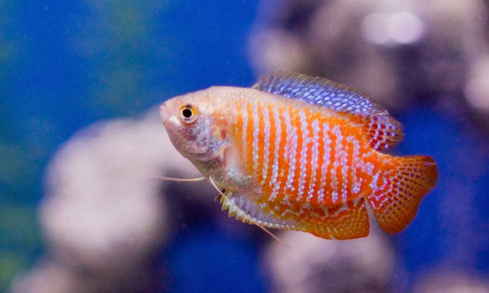 Why you should never put a goldfish in a park pond -- or down the toilet
