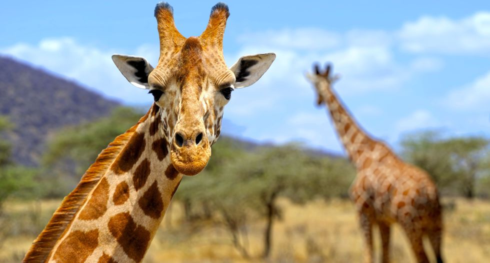 Genes tell how the giraffe got its long neck