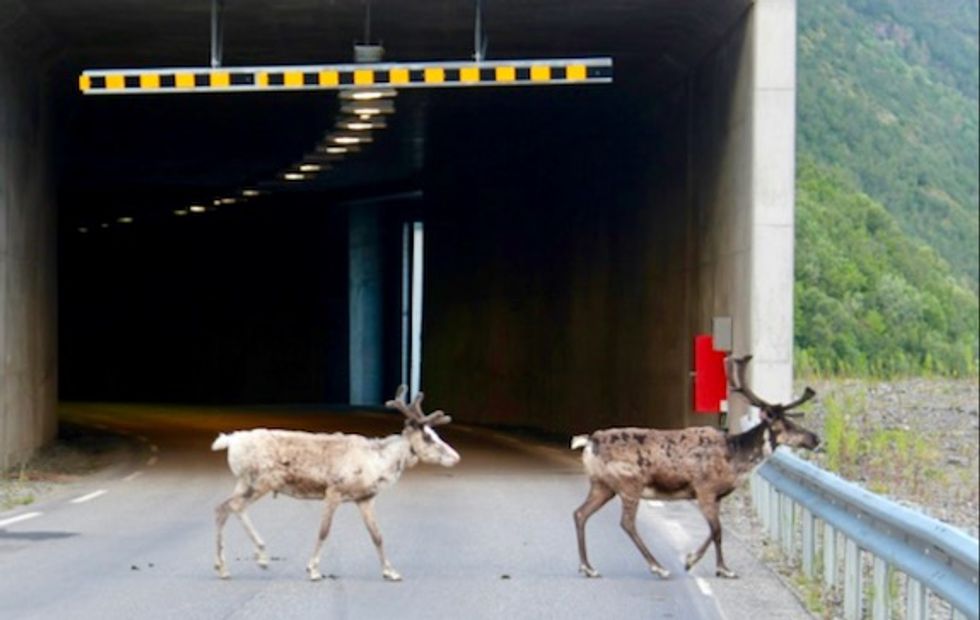 Record Arctic heat drives reindeer into cool tunnels