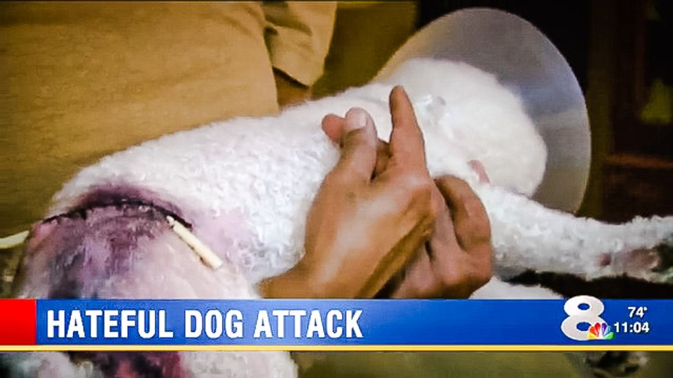 Naked Florida man sends 5 dogs to viciously kill poodle because owner is a Muslim 'terrorist prick'