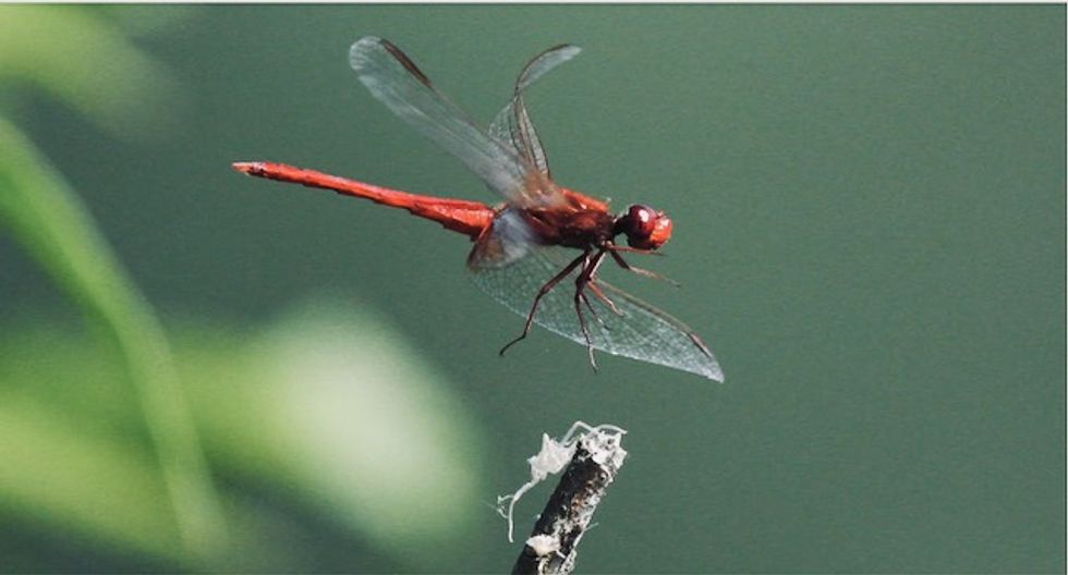 Half-a-million insect species face extinction: scientists