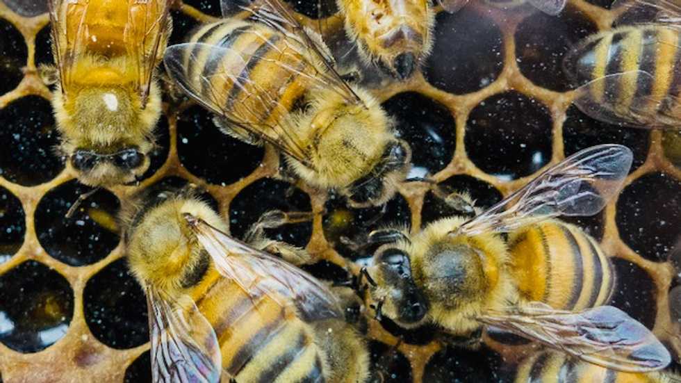 Tiny Dancer: Scientists spy on booty-shaking bees to help conservation
