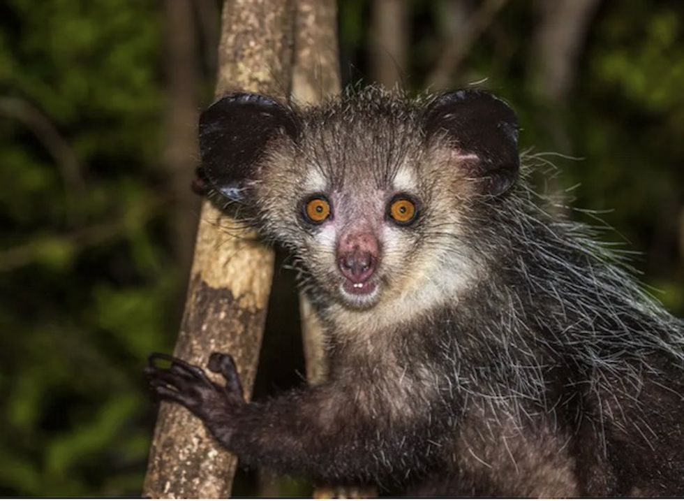 New discovery: Madagascar’s bizarre aye-aye has six fingers on each hand
