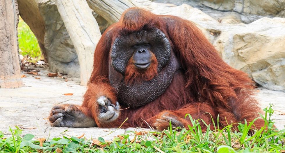 World's second-oldest female Bornean orangutan euthanized due to failing health at Chicago zoo