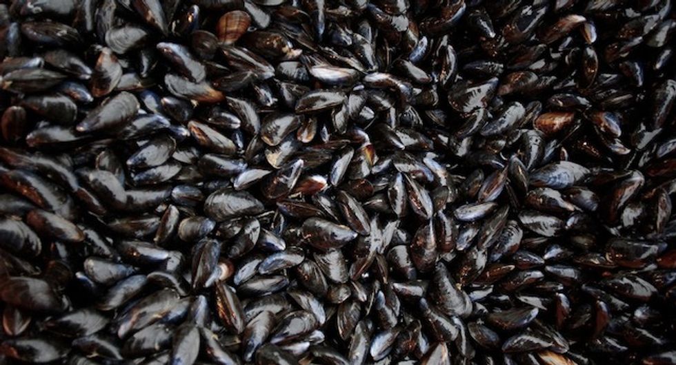 Mussels 'cooked alive' in balmy New Zealand ocean