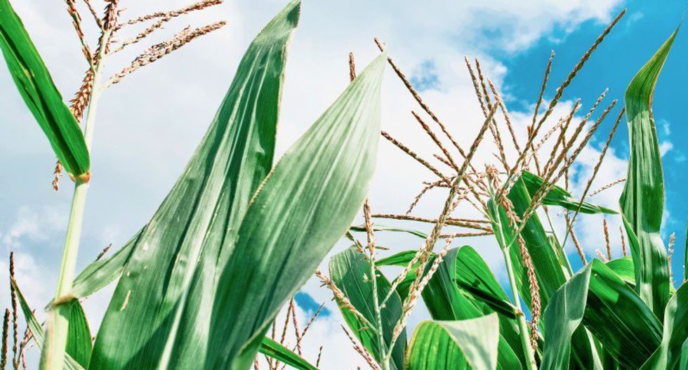 Toxin in US corn harvest poses latest headache for farmers