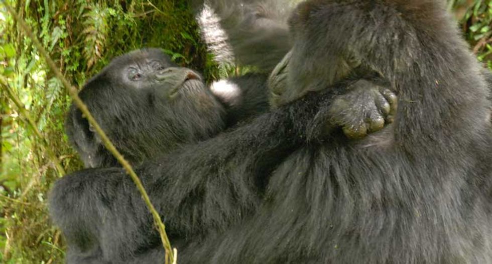 Adorable lesbian gorillas prove that homosexuality is not unnatural