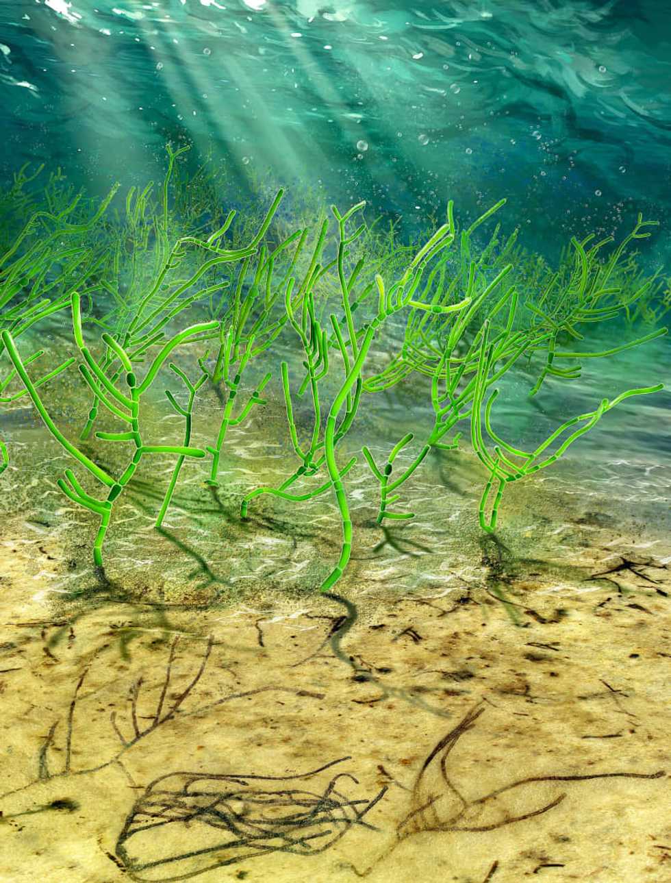 A billion-year-old seaweed fossil has completely rewritten ancient history