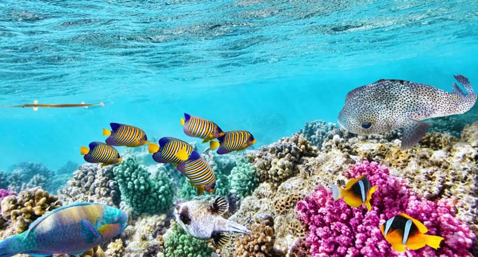 Australia offers cash for Great Barrier Reef rescue ideas