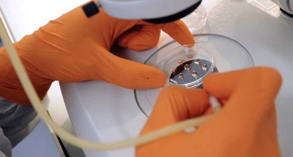 Dutch health officials want to grow human embryos for 'limited' research
