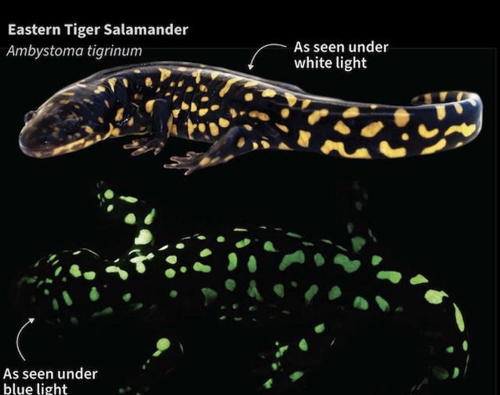 Most amphibians can glow in the dark, scientists report