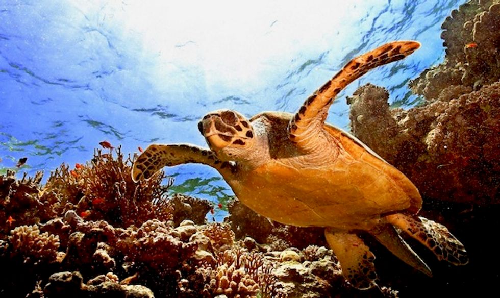 One million animal and plant species have been pushed to the brink of extinction by human activity: UN report