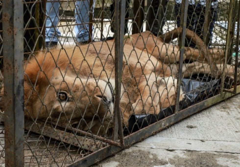 Emaciated lion Jupiter returning home to 'mother'