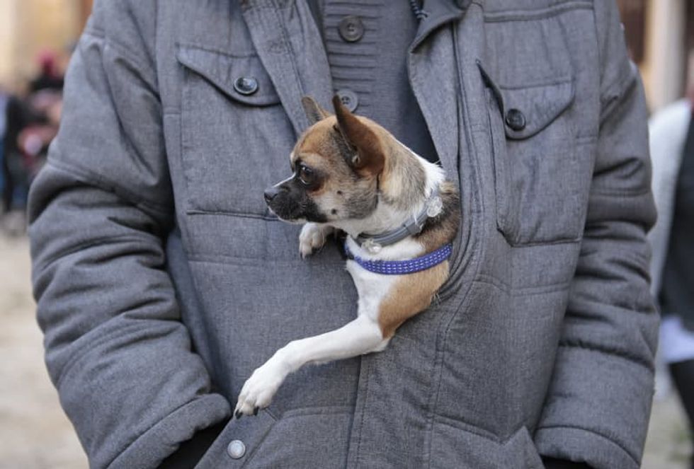 Does religion influence your choice of pet?