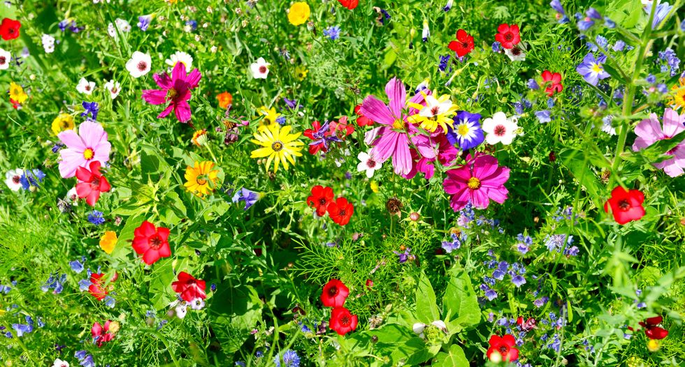 Climate change makes mountain tops bloom, for now
