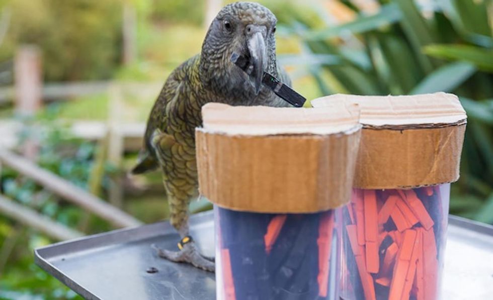 Parrots get probability, use stats to make choices: study