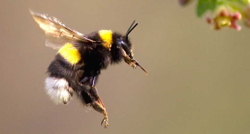 Popular pesticides are killing of bumblebees by preventing them from laying eggs