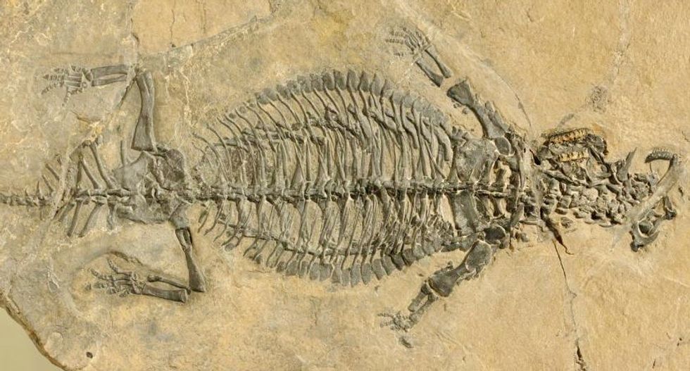 Paleontologists finally know what this ancient armored reptile looked like