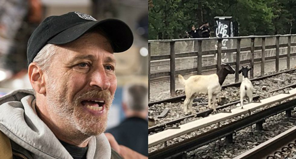 WATCH: Jon Stewart helps rescue two goats found roaming on Brooklyn subway tracks