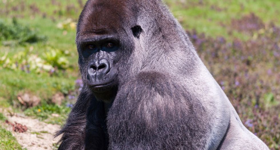 In defence of zoos: how captivity helps conservation