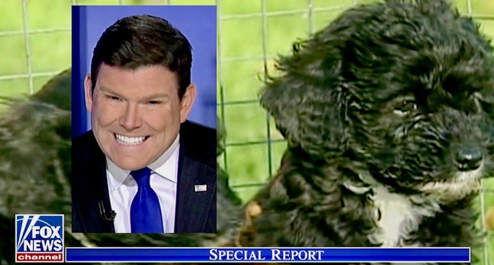 Watch: Fox News host Bret Baier gives up and just runs footage of cute puppies