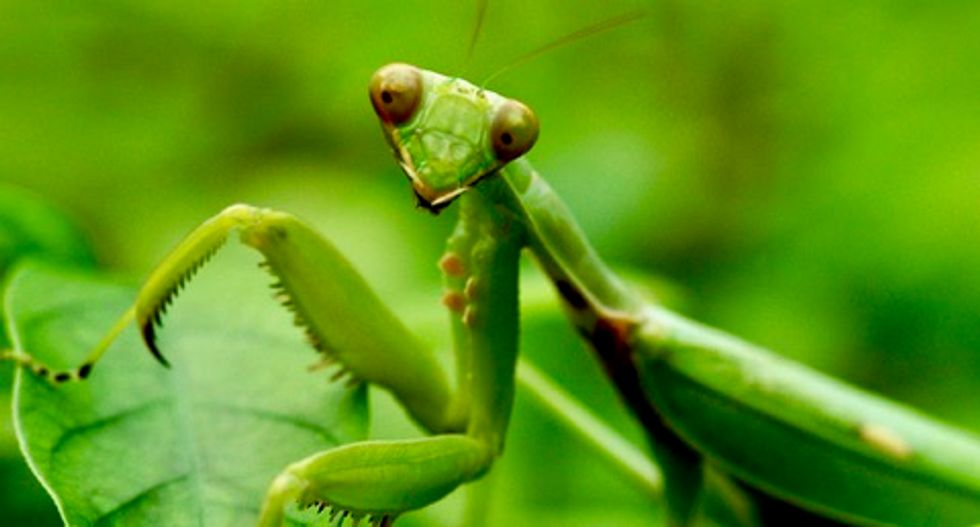 Praying mantises hunt birds all over the world