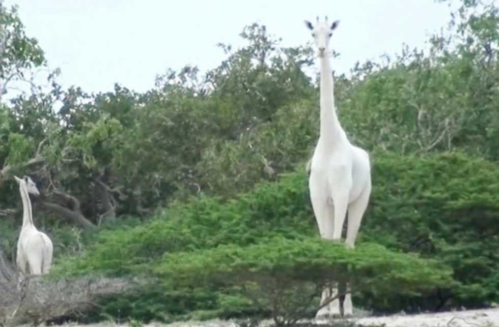 Rare white giraffes killed by poachers in Kenya: conservationists