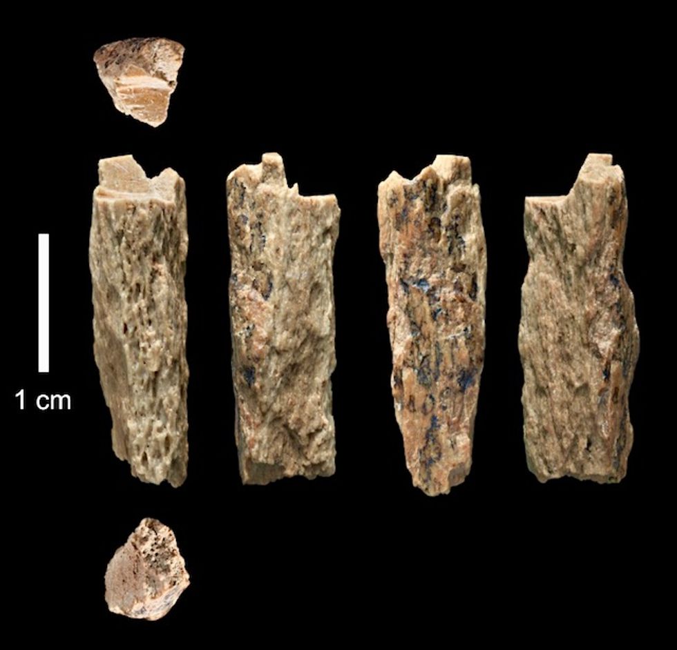 Saga of early humans etched in DNA of mixed-species child