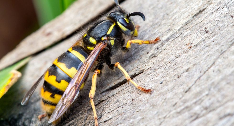 Why wasps become so annoying at the end of summer