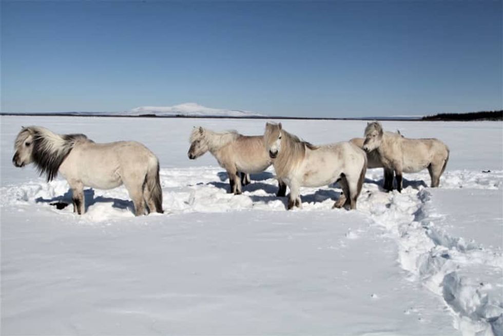 How Siberian horses became an unlikely climate hero in the Arctic