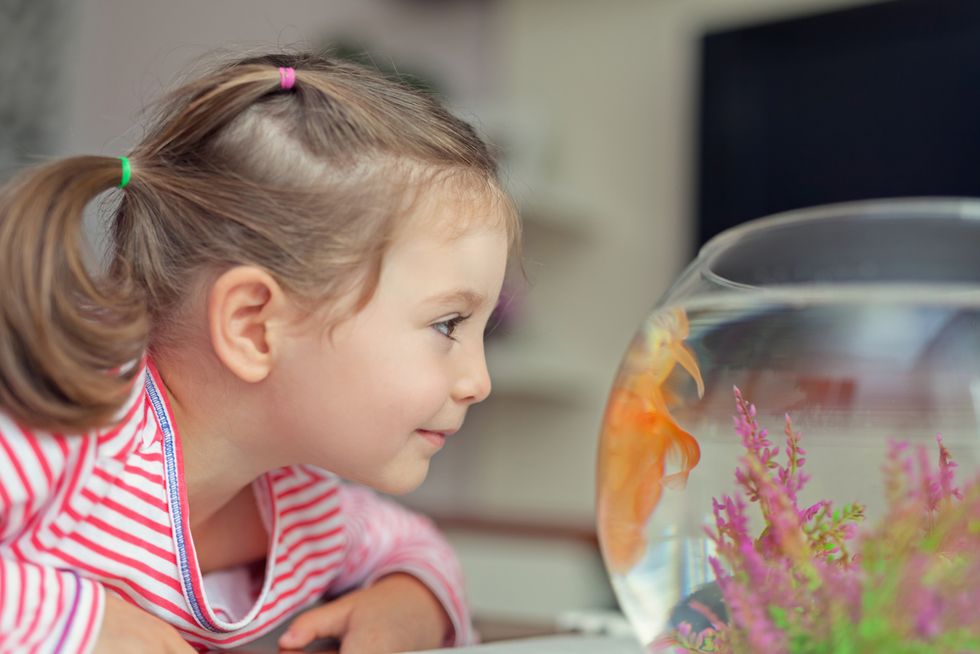 Your goldfish recognizes your face -- according to science