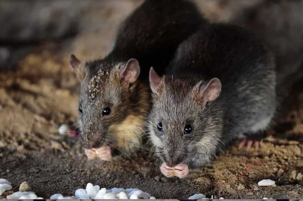 Smelling a rat: How rodents sniff out fake beggars