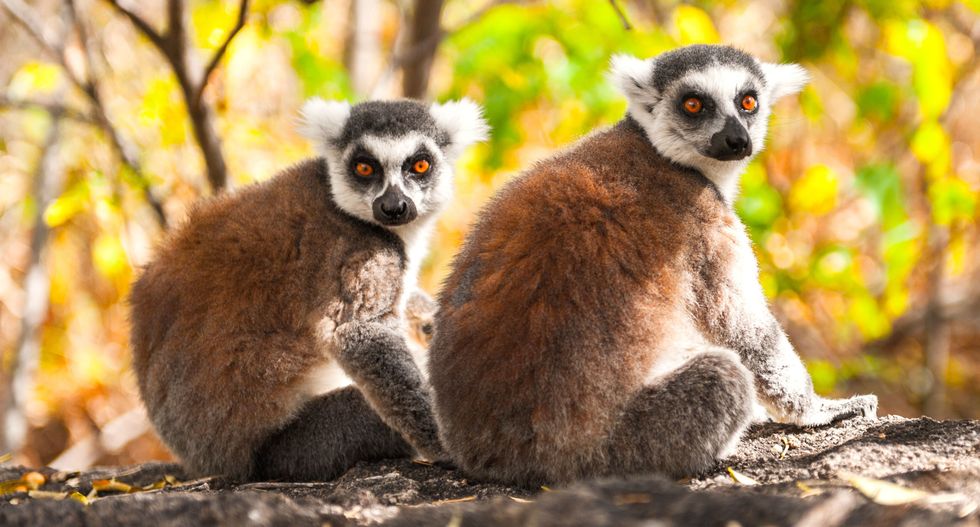 Madagascar’s ‘swamp lemurs’ have been documented for the first time