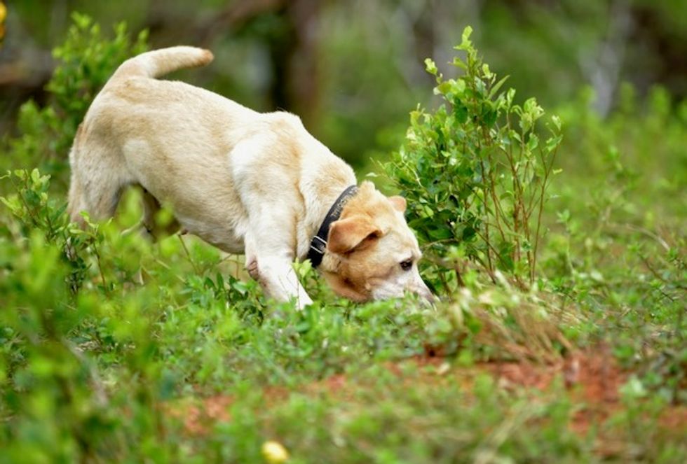 Dogs being trained to sniff out COVID-19