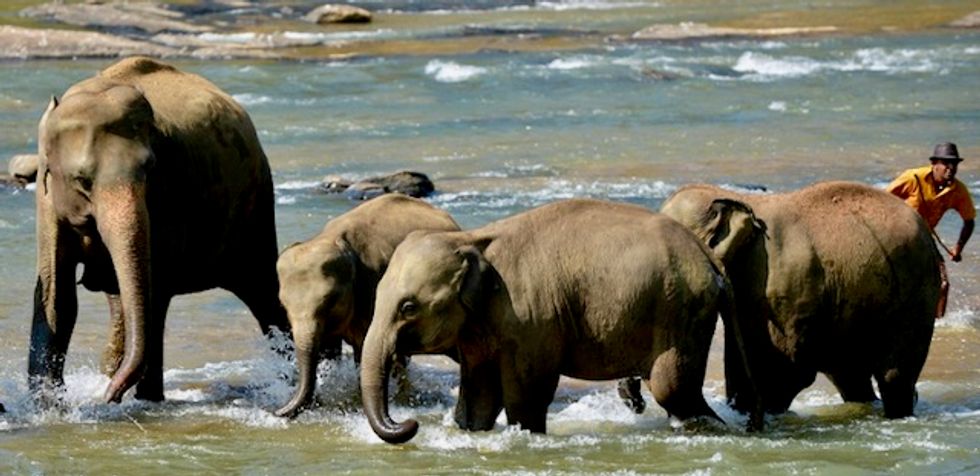 Sri Lanka probes deaths of wild elephants