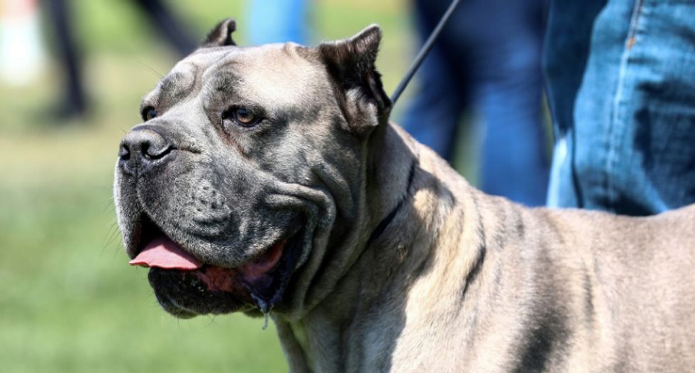 Seattle area man arrested after allegedly letting his pit bull drive his 1996 Buick more than 100 MPH: report