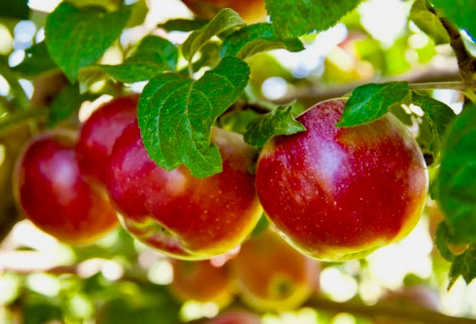 US apple farmers afraid they will be hurt by US-China trade battle