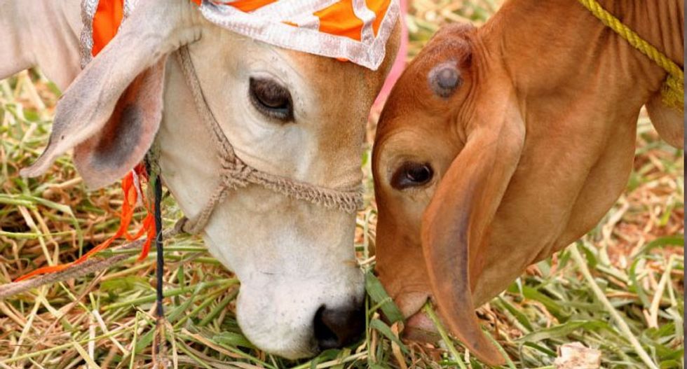 Hinduism and its complicated history with cows -- and people who eat them