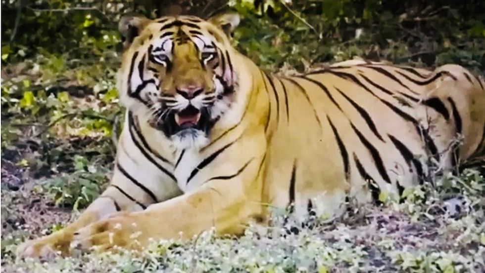 Bronx Zoo says four more tigers and three lions are positive for COVID-19