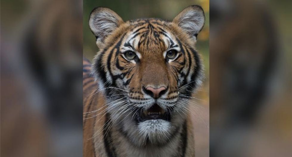 New York's Bronx Zoo tiger tests positive for coronavirus after developing a cough
